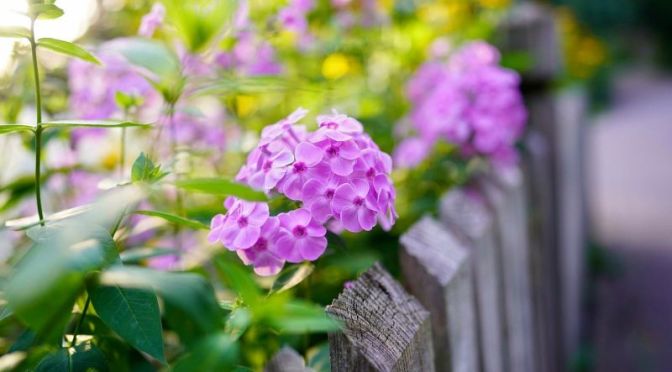 Comment choisir son grillage et sa clôture de jardin ? — Le Blog Maison